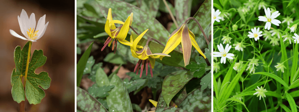 Wildflowers Big South Fork